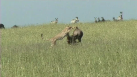 Cheetahs making a kill Video stock 618525