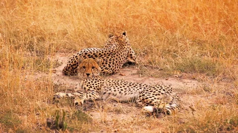 Cheetahs in Masai Mara Stock Footage 54335455