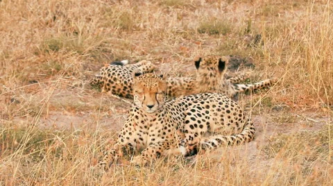 Cheetahs in Masai Mara Stock Footage 54360472