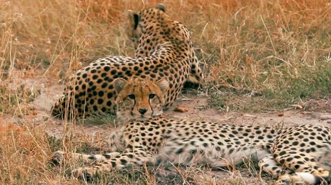 Cheetahs in Masai Mara Video stock 54360488