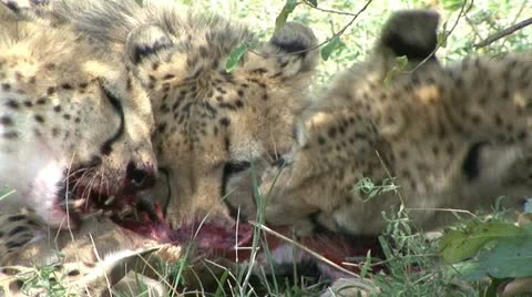 CHEETAH'S MEAL-CLOSE 库存影片 20469023