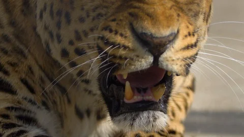 Cheetah's muzzle close-up The Animal sits and its mouth and growls the Beast Stock Footage 125471766