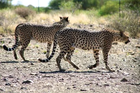 Cheetahs Stock Photos