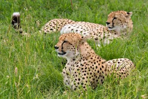Cheetahs Stock-Fotos