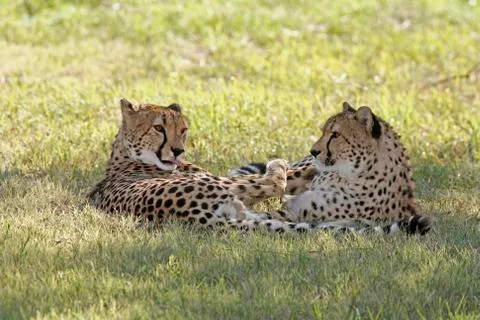 Cheetahs Stock Photos