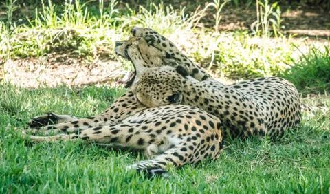 Cheetahs Stock Photos