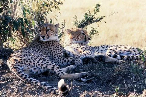 Cheetahs Stock Photos