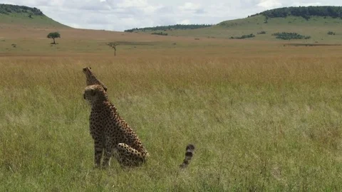 Cheetahs in the plains of mara sitting in parallel 스톡 동영상 80958496