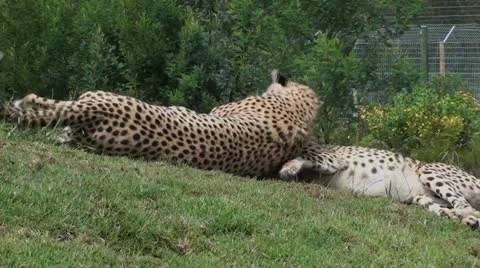 Cheetahs playing Stock Footage 12208104
