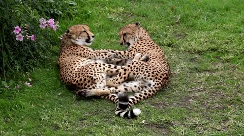 Cheetahs playing in the grass at the zoo Stock Footage 53702012