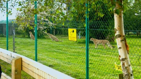 Cheetahs preparing for food Stock Footage 114212728