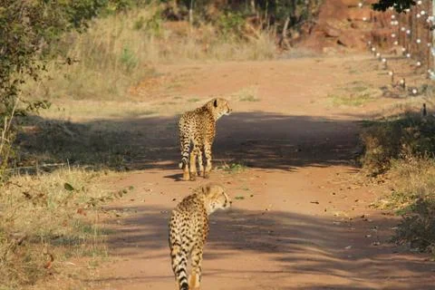 Cheetahs on the prowl 스톡 사진
