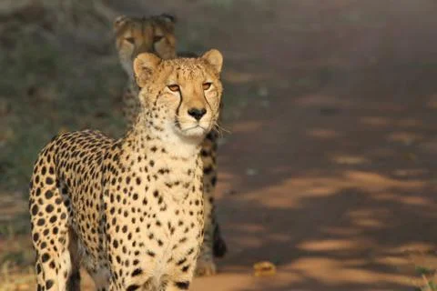 Cheetahs on the prowl 스톡 사진