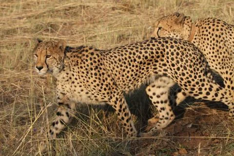 Cheetahs on the prowl 스톡 사진