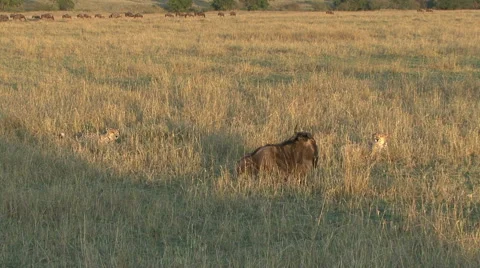Cheetahs relax around a wounded wildebeest Video stock 57713636