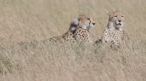 Cheetahs Relaxing Video stock 61619103