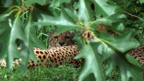 Cheetahs relaxing in the grass Stock Footage 123394607