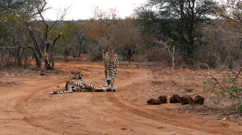 Cheetahs relaxing on ground Stock Footage 68941877