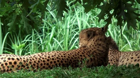 Cheetahs relaxing under a tree Stock Footage 123394729