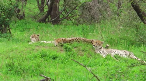Cheetahs resting on grass Stock Footage