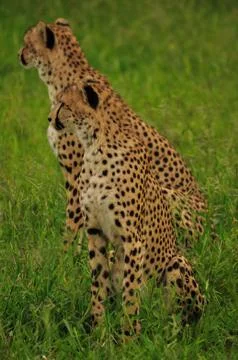 Cheetah's Resting before a hunt