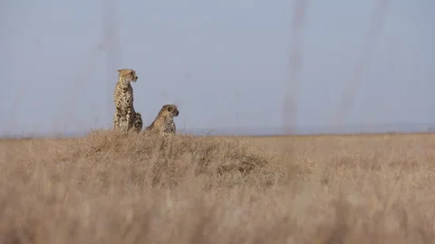 Cheetahs resting on a termite mound scanning the savannah Stock Footage 314793597