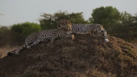 Cheetahs resting on termite mound in shrubs in savannah Stock Footage 314787317