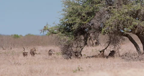 Cheetahs resting under acacia tree near warthogs at midday Stock Footage 314785501