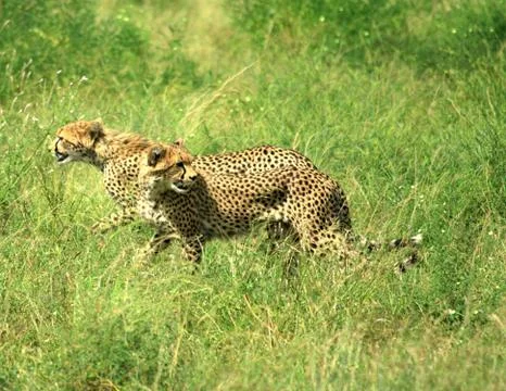 Cheetahs running Foto stock