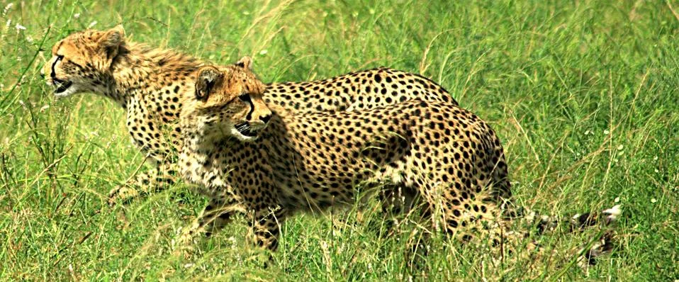 Cheetahs running Stock Photos