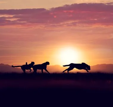 Cheetahs running at sunset Stock Photos