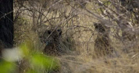 Cheetah's sitting in the shade 動画素材 252308847