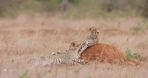 Cheetahs sleeping on an anthill scanning the plains Stock Footage 314781924