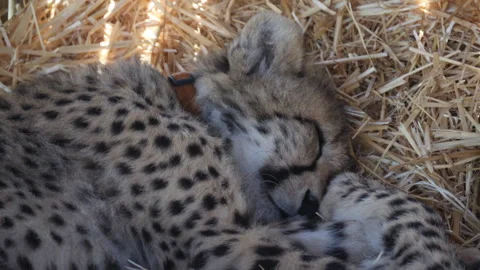 Cheetahs sleeping in a big cat sanctuary close up Vídeo Stock 130978746