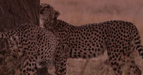 Cheetahs sniffing acacia tree in the dry savannah at midday Stock Footage 314791007