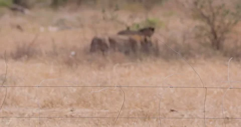Cheetahs sniffing the ground as they walk in the savannah Stock Footage 314780600