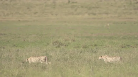 Cheetahs stalking  Stock Footage 33531452