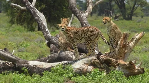 Cheetahs Standing on Fallen Log in Savannah 4k Telephoto Shot Stock Footage 338257963