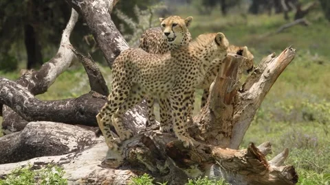 Cheetahs Standing on Fallen Tree Trunk in Kenya 4k Telephoto Video Vídeo Stock 338258439