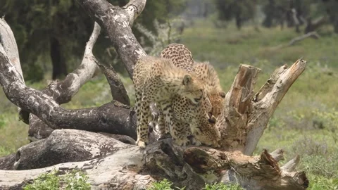Cheetahs Standing on Fallen Tree Trunk 4k Telephoto Lens Shot Stock Footage 338258469