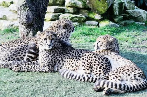 Cheetahs in the sunshine Stock Photos
