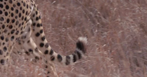Cheetahs tail as it walks through a plain Video stock 314783299