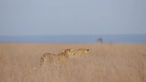 Cheetahs tracking prey at evening in savannah Stock Footage 314788032