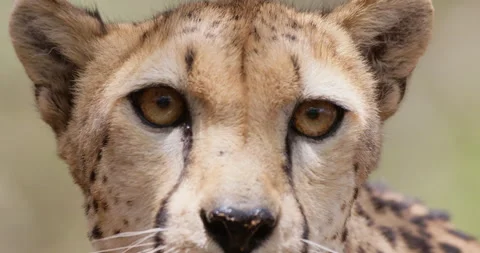 Cheetah's upper head and eyes staring and walking away Stock Footage 314779703