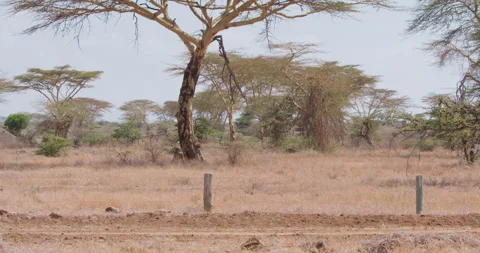 Cheetahs walking around an acacia tree in savannah Stock Footage 314790503