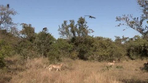 Cheetahs walking from kill (wild) - HD Video stock 84665773