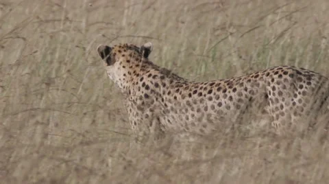 Cheetahs walking through the Grass Video stock 61626415