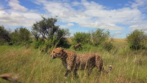 Cheetahs Walking Through Savannah Grass 4k Wildlife Video Action Footage Stock Footage 338254902