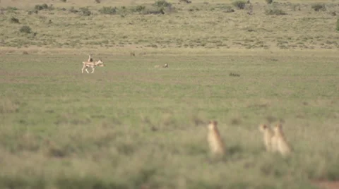 Cheetahs watching impalas Stock Footage 33531510