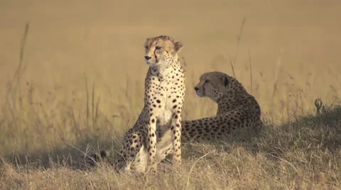 Cheetahs watching at sunrise Stock Footage 33547116